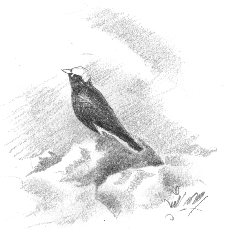 Illustration Vogel