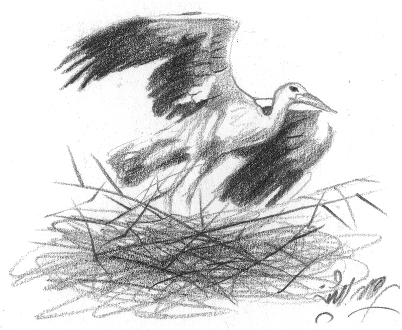 Illustration Storch
