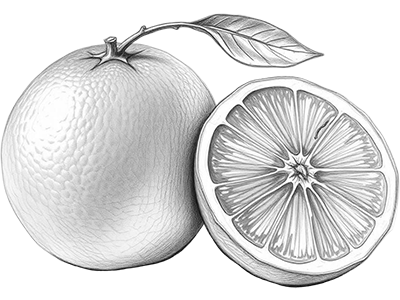 Zeichnung بُرْتُقَالَة