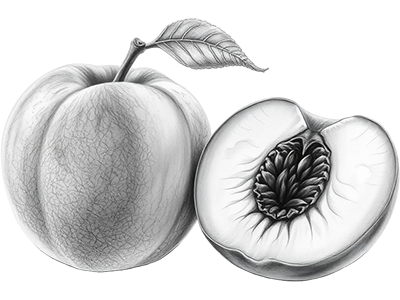 Zeichnung خَوْخَة