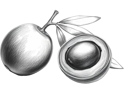 Zeichnung زَيْتُونَة