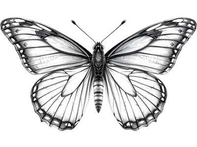 Zeichnung فَرَاشَة